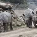 321-0590 Safari Park - Black Rhinos